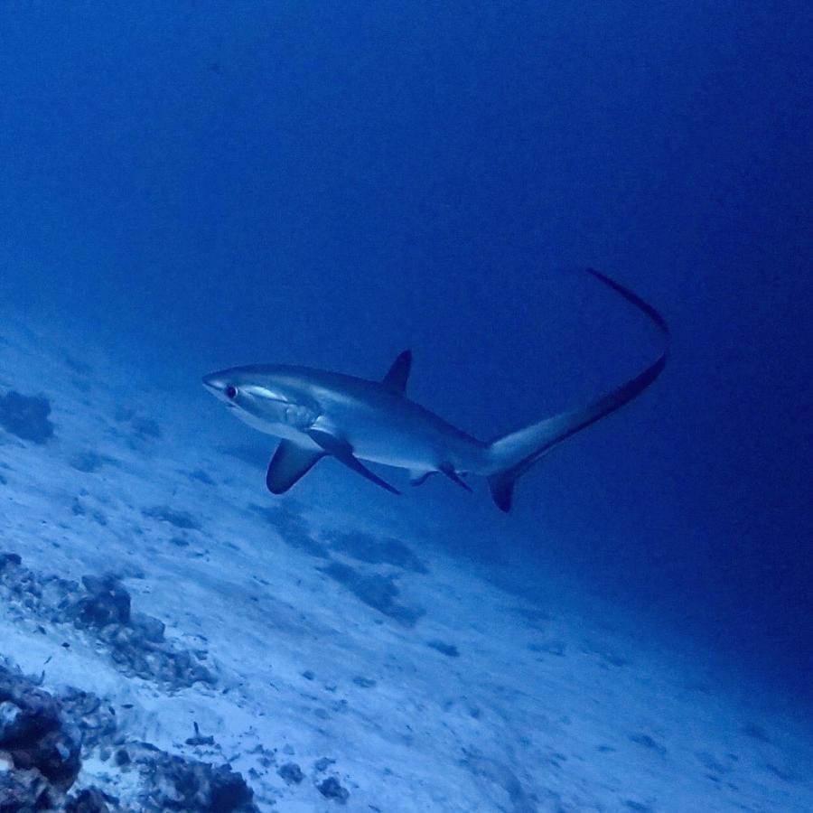 Tiger Shark Residence & Dive Fuvahmulah Dış mekan fotoğraf