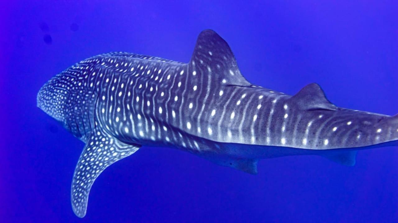 Tiger Shark Residence & Dive Fuvahmulah Dış mekan fotoğraf