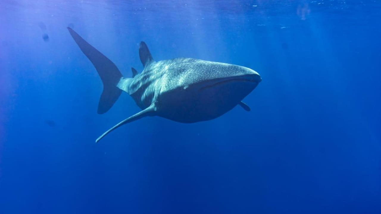 Tiger Shark Residence & Dive Fuvahmulah Dış mekan fotoğraf