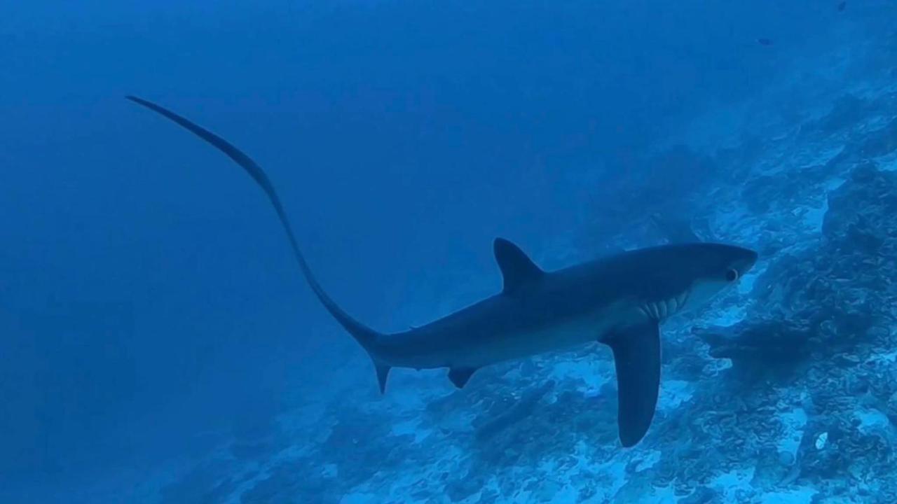 Tiger Shark Residence & Dive Fuvahmulah Dış mekan fotoğraf