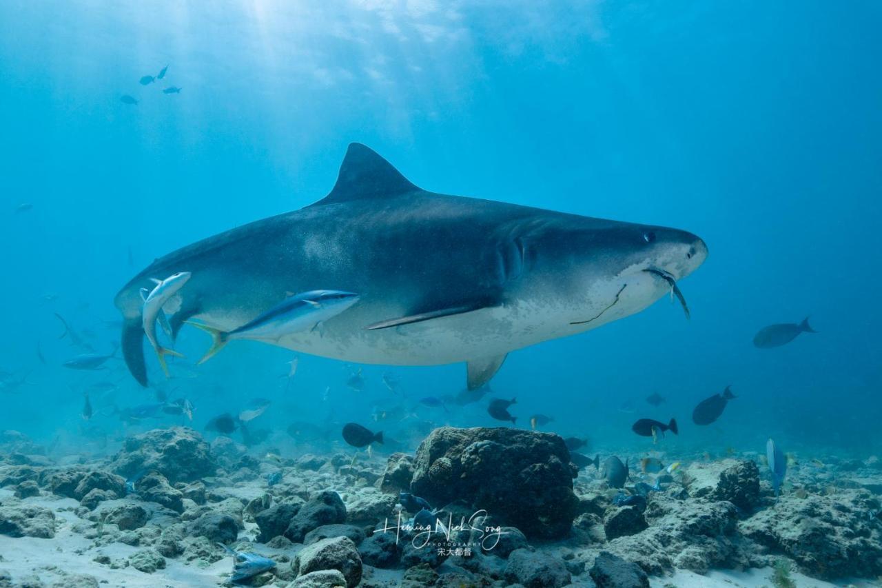 Tiger Shark Residence & Dive Fuvahmulah Dış mekan fotoğraf